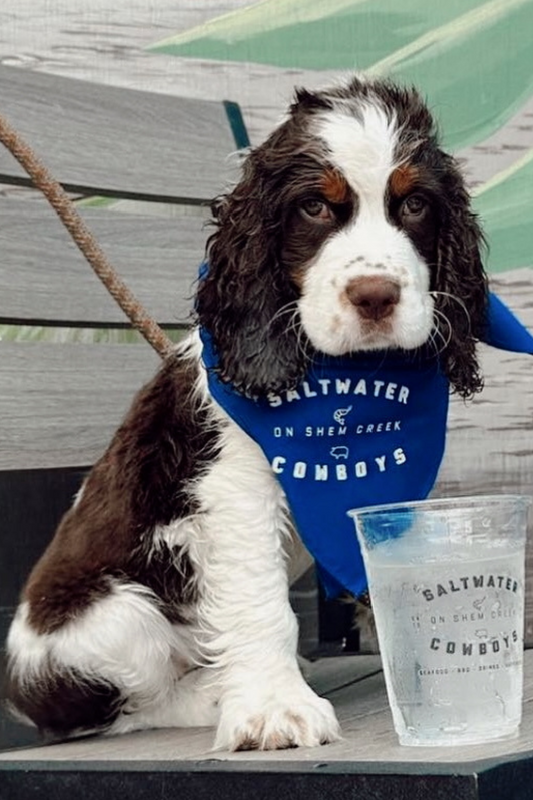 SWC BLUE DOG BANDANA