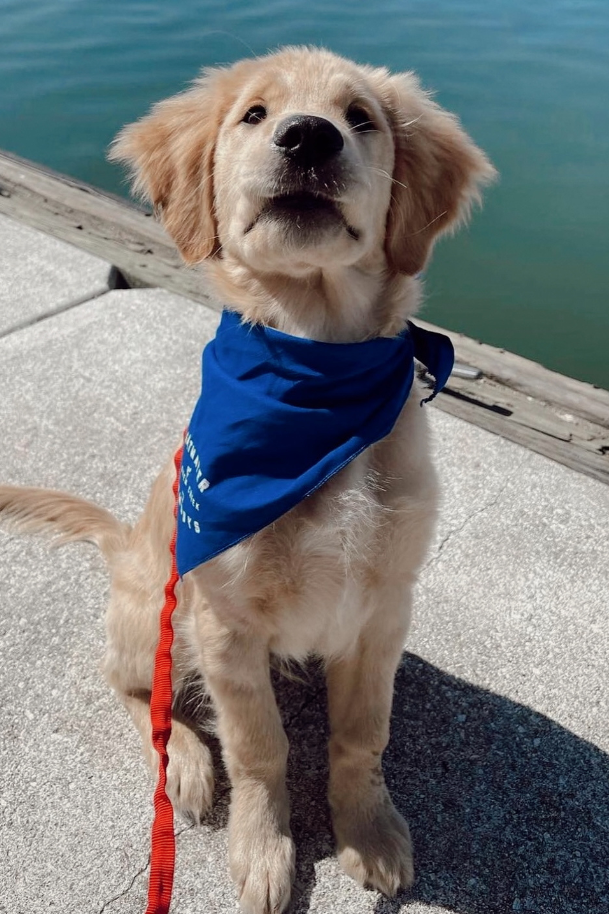 SWC BLUE DOG BANDANA