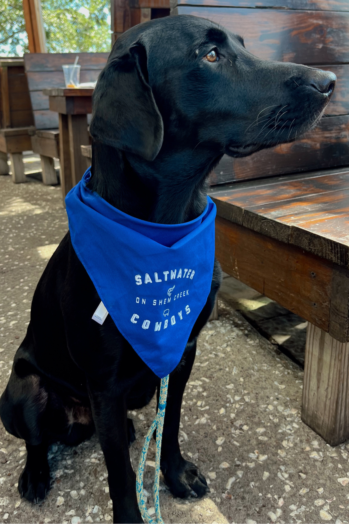 SWC BLUE DOG BANDANA
